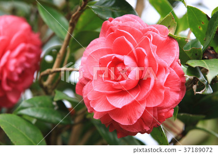 Blooming red camellia Blooming red camellia 37189072