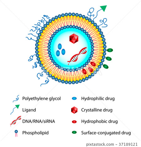 Liposomes Drug Delivery System Sheme 37189121