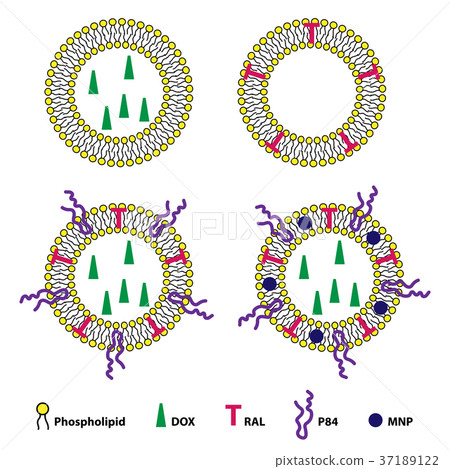 Liposomes Drug Delivery System Sheme 37189122