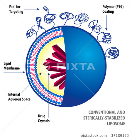 Conventional and Sterically-Stabilized Liposome 37189123