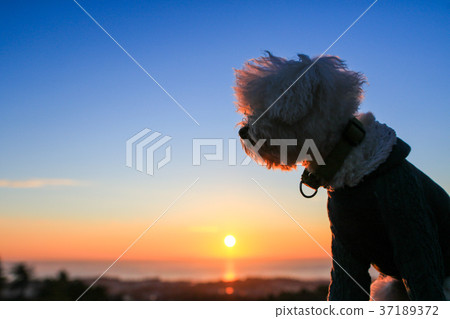 和你的狗一起第一次日出♪ 和你的狗一起第一次日出♪ 37189372