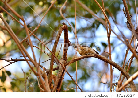 Attention) There is no 100% correct confirmation. Wild bird kogera. Image of a wild bird. I am a member of a small woodpecker. 37189527