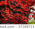 明亮的秋葉的美麗 37189713