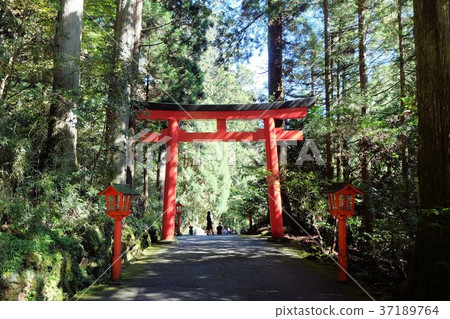 箱根神社的鳥居從接近 箱根神社的鳥居從接近 37189764