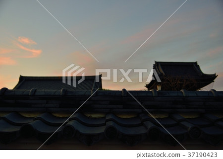 Hikone Soyasuji 37190423