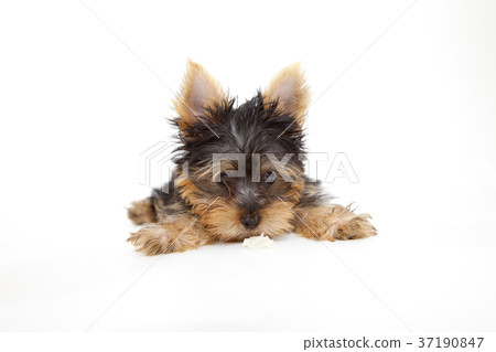 Puppy yorkshire terrier 37190847