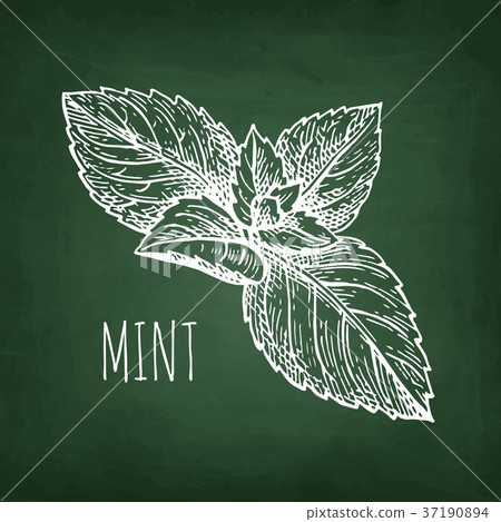Chalk sketch of mint. 37190894