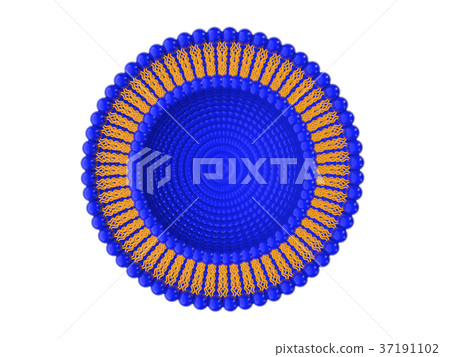 Liposome Bi-layer Structure 3D Illustration Liposome Bi-layer Structure 3D Illustration 37191102