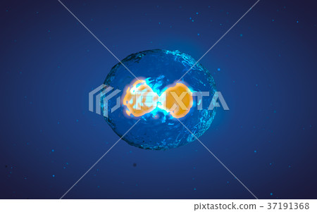 Cell in mitosis or multiplication 37191368