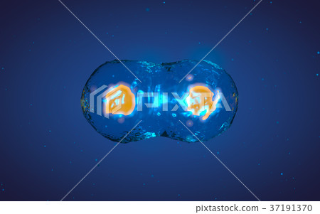 Cell in mitosis or multiplication Cell in mitosis or multiplication 37191370