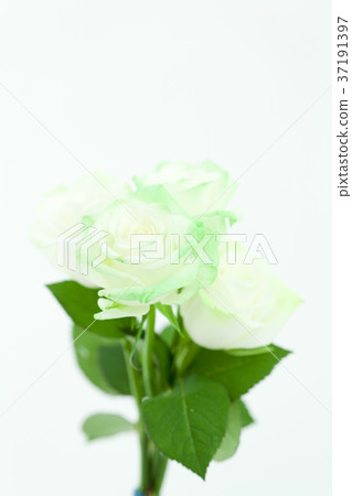 White roses White roses 37191397