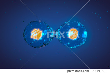 Cell in mitosis or multiplication 37191398