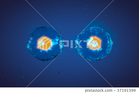 Cell in mitosis or multiplication 37191399