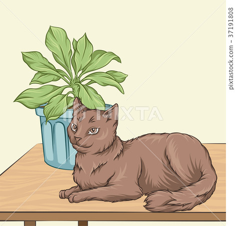Cute brown cat pet animal lying on a wooden table Cute brown cat pet animal lying on a wooden table 37191808