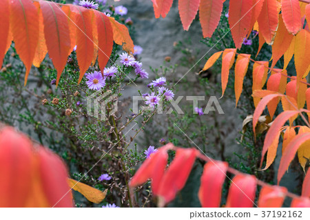 Wild autumn violet flowers 37192162