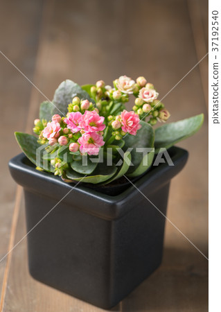 beautiful pink Kalanchoe or Flaming Katy flower beautiful pink Kalanchoe or Flaming Katy flower 37192540