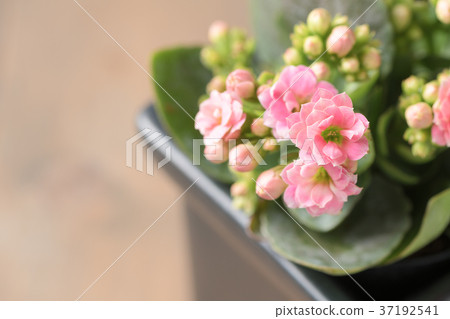 beautiful pink Kalanchoe or Flaming Katy flower beautiful pink Kalanchoe or Flaming Katy flower 37192541