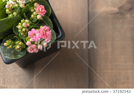 beautiful pink Kalanchoe or Flaming Katy flower beautiful pink Kalanchoe or Flaming Katy flower 37192542