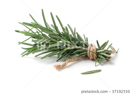 rosemary isolated on white background rosemary isolated on white background 37192550
