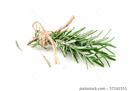 rosemary isolated on white background, rosemary isolated on white background, 37192551