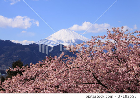 Fuji and cherry blossoms Fuji and cherry blossoms 37192555