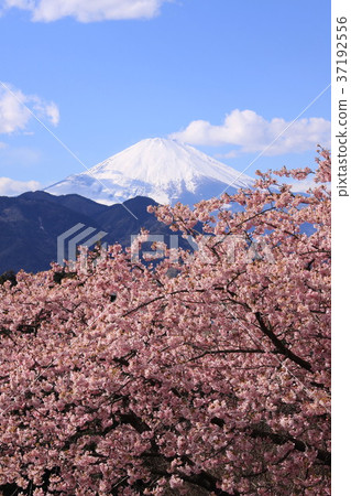 Fuji and cherry blossoms Fuji and cherry blossoms 37192556