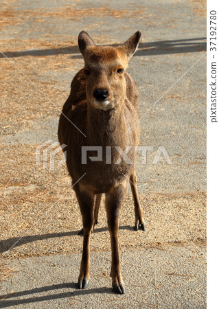 奈良公園的鹿 奈良公園的鹿 37192780