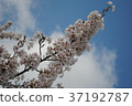 Blue sky and cherry blossoms 37192787