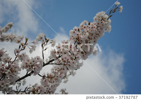 Blue sky and cherry blossoms Blue sky and cherry blossoms 37192787