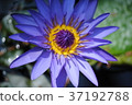 blue flower	 37192788