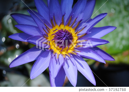 blue flower blue flower 37192788