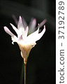 A glowing flower 37192789
