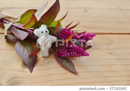 Nogey toe and teddy bear 37192841