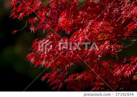 Autumn leaves Autumn leaves 37192934