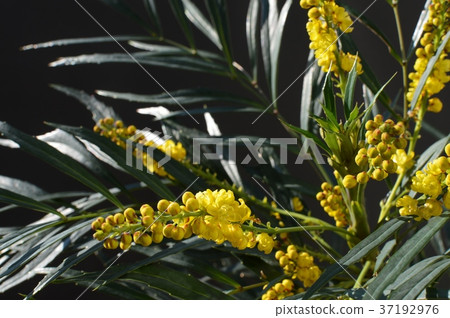 Mahonia Confusa Flower Mahonia Confusa Flower 37192976