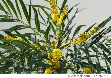 十大功勞花 十大功勞花 37192982