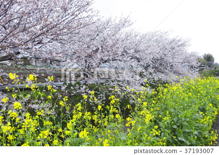 櫻花和油菜花 櫻花和油菜花 37193007