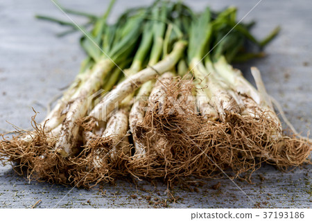 raw calcots, onions typical of Catalonia, Spain 37193186