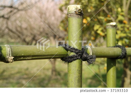 竹籬笆 37193310