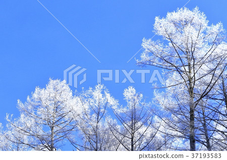 Rime and blue sky 37193583