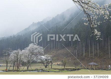 Awasumisakura 37194009