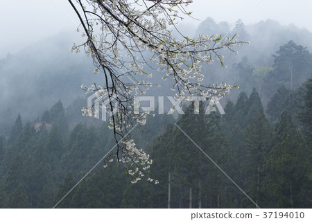 Awasumisakura 37194010