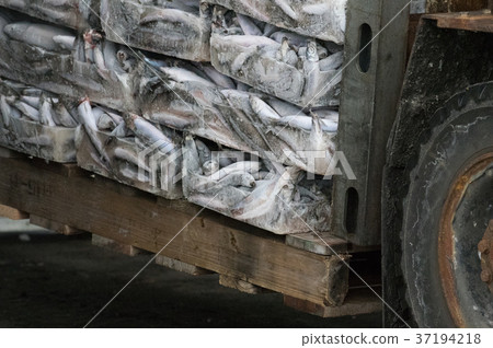 During transportation of frozen fish 37194218