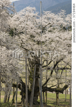 Awasumisakura 37194464