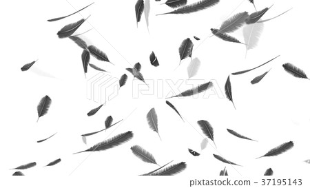 Falling feathers on a white background Falling feathers on a white background 37195143