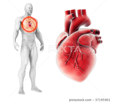3D illustration of Heart, medical concept. 37195901