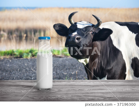 Bottle of milk on wooden table with cow in the Bottle of milk on wooden table with cow in the 37196300
