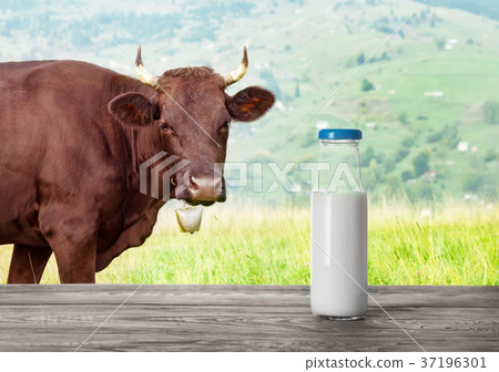 Bottle of milk and cow with bell in the background Bottle of milk and cow with bell in the background 37196301