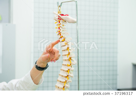 medical doctor woman pointing on spine model 37196317