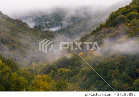 morning fog over the ancient forest morning fog over the ancient forest 37196893